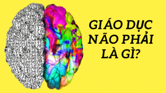 giáo dục não phải là gì
